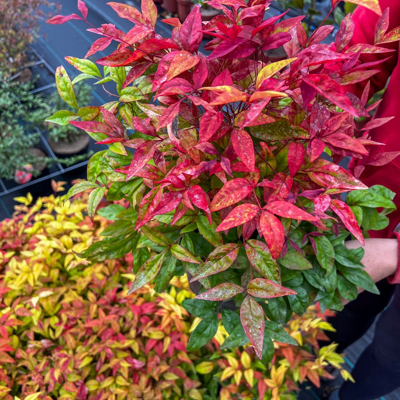Obrázok Nandina domáca (Nandina domestica) ´FIRE POWER´ - výška 40-50 cm, kont. P13